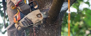Best Lawn Watering Services  in Wade Hampton, SC