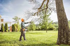 How Our Tree Care Process Works  in  Wade Hampton, SC