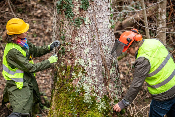 Best Commercial Tree Services  in Wade Hampton, SC