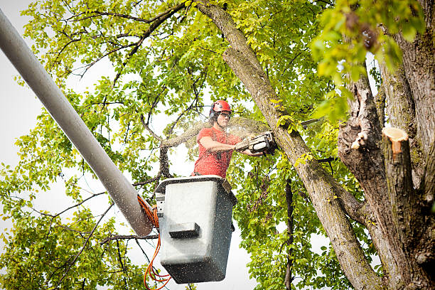 Best Tree Maintenance Programs  in Wade Hampton, SC