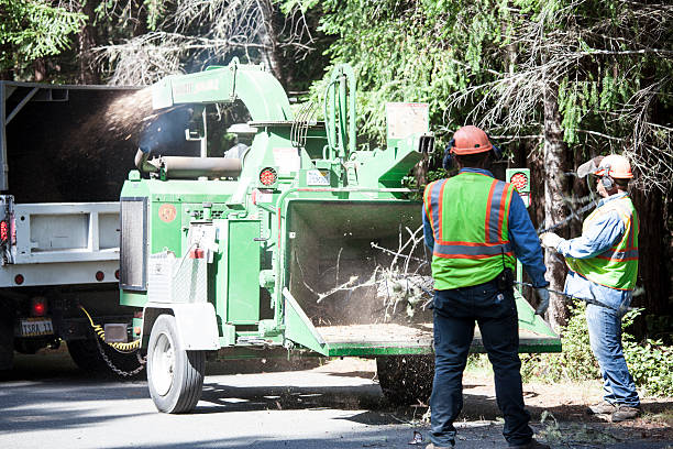 Best Tree Mulching  in Wade Hampton, SC